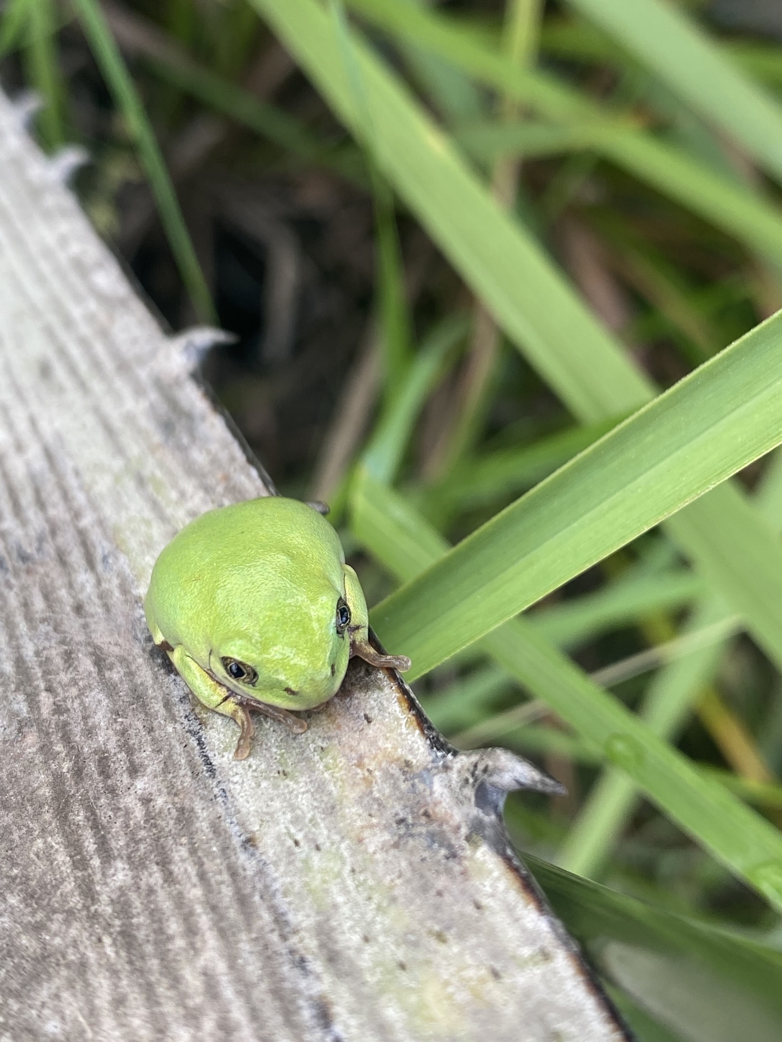 Leptopelis mossambicus Poynton, 1985