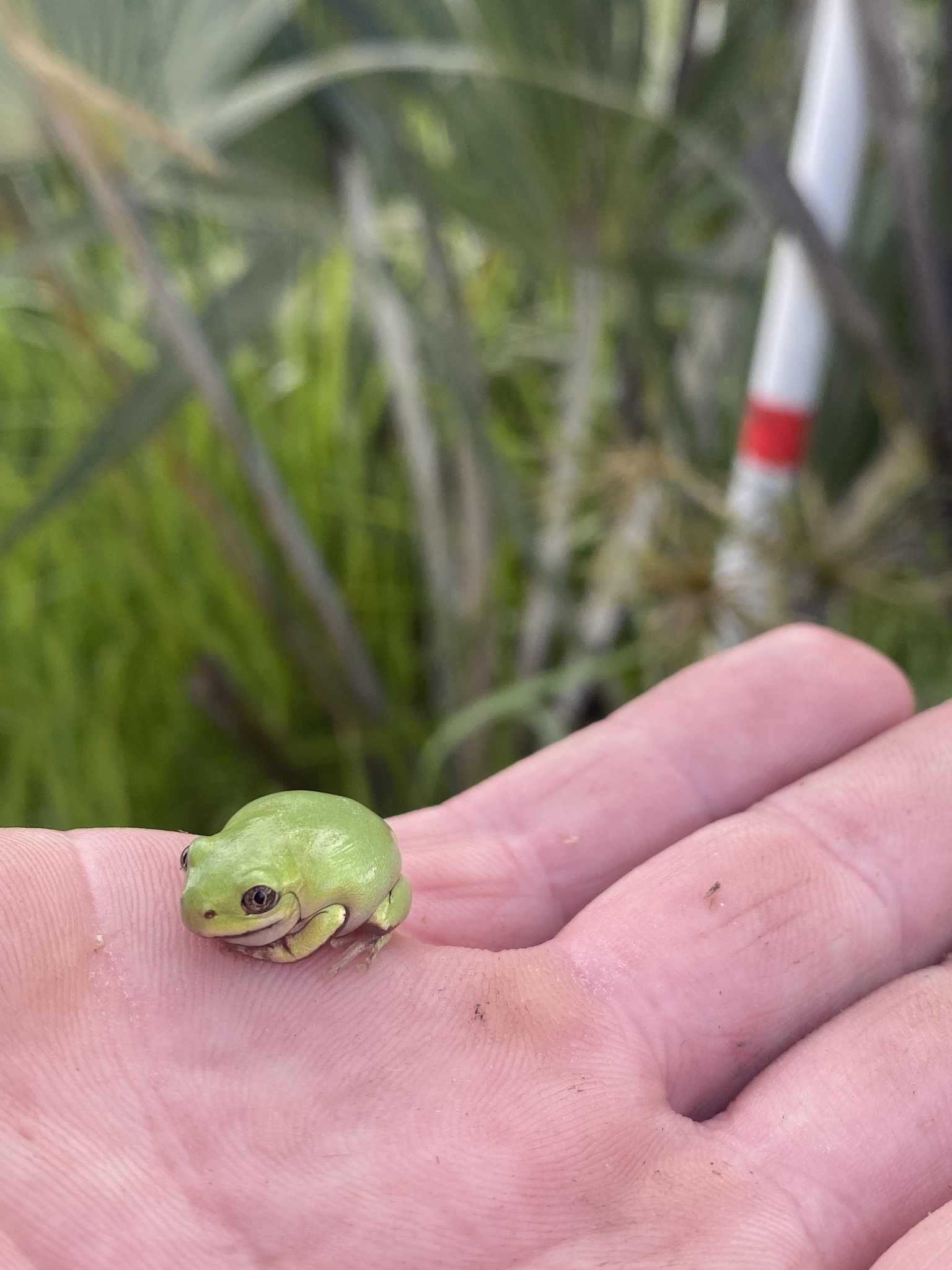 Leptopelis mossambicus Poynton, 1985