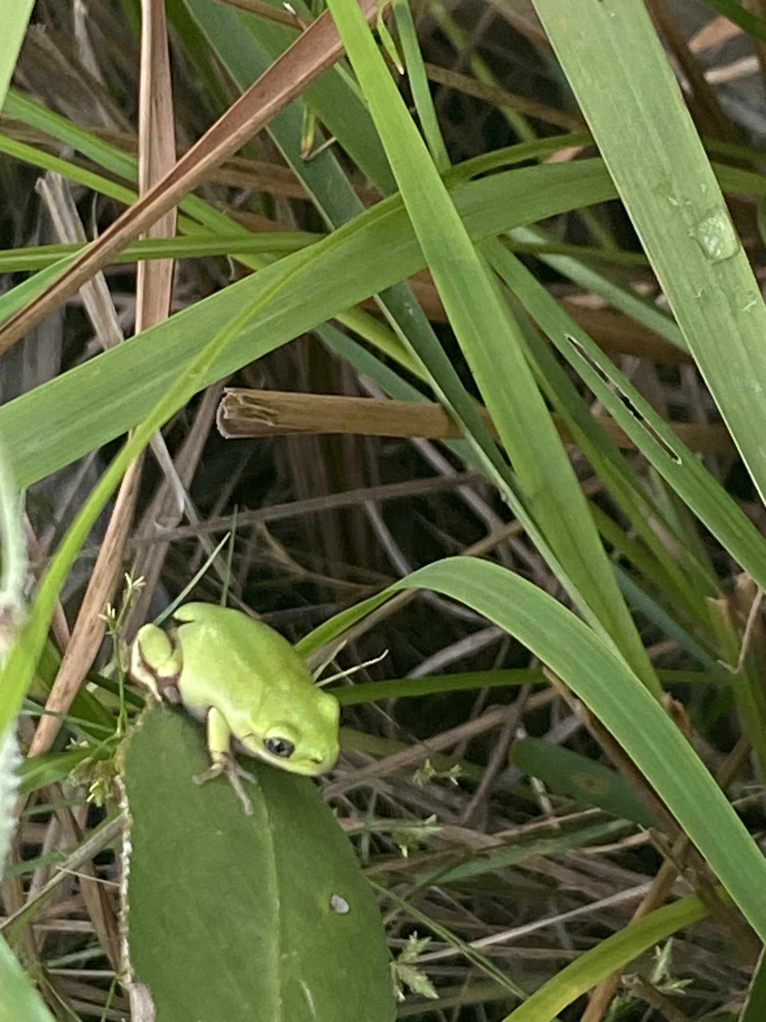 Leptopelis mossambicus Poynton, 1985