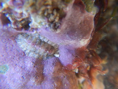 Rhyssoplax olivacea
