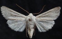 Copablepharon viridisparsa