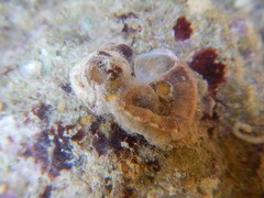 Gastropoda