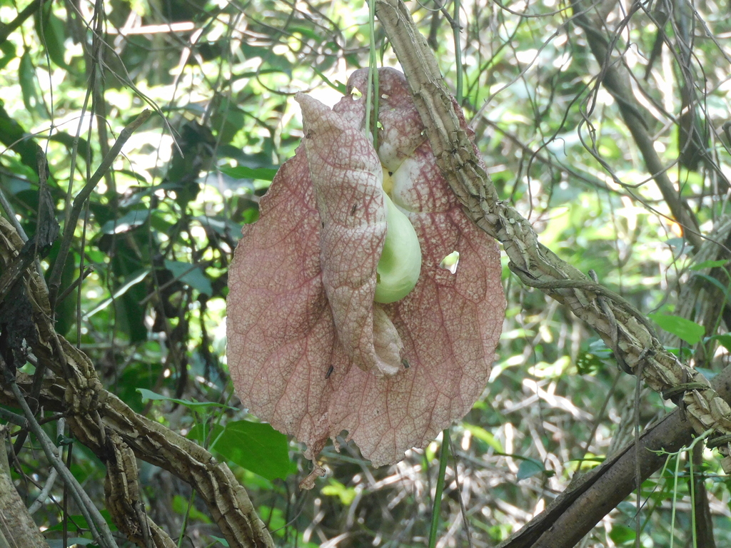 Đại hoàng leo – Aristolochia gigantea