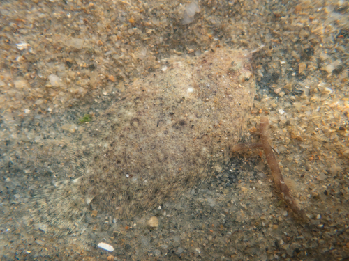 Deep flounder (Pseudorhombus arsius) — Paralichthyidae