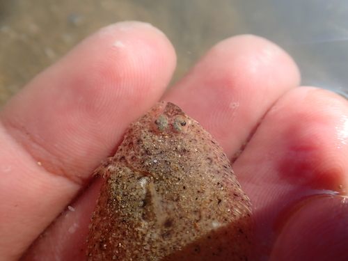 Deep flounder (Pseudorhombus arsius) — Paralichthyidae — 4