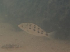 Fossorochromis rostratus