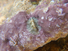 Rhyssoplax olivacea