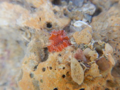 Yungia aurantiaca