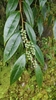 Leucothoe griffithiana - Photo (c) 董昆鹏 (Kun-Peng DONG), some rights reserved (CC BY-NC), uploaded by 董昆鹏 (Kun-Peng DONG)