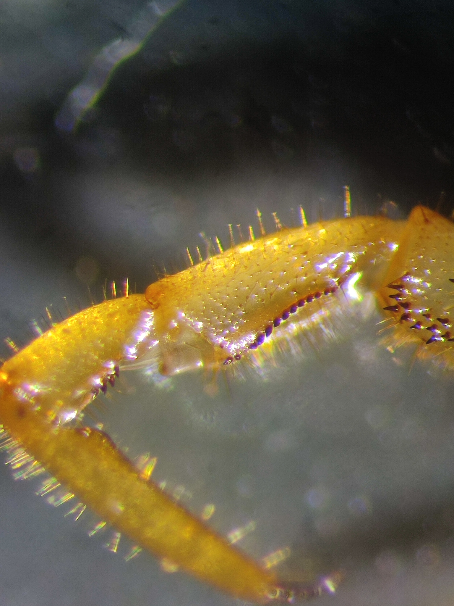 Cryptops umbricus umbricus