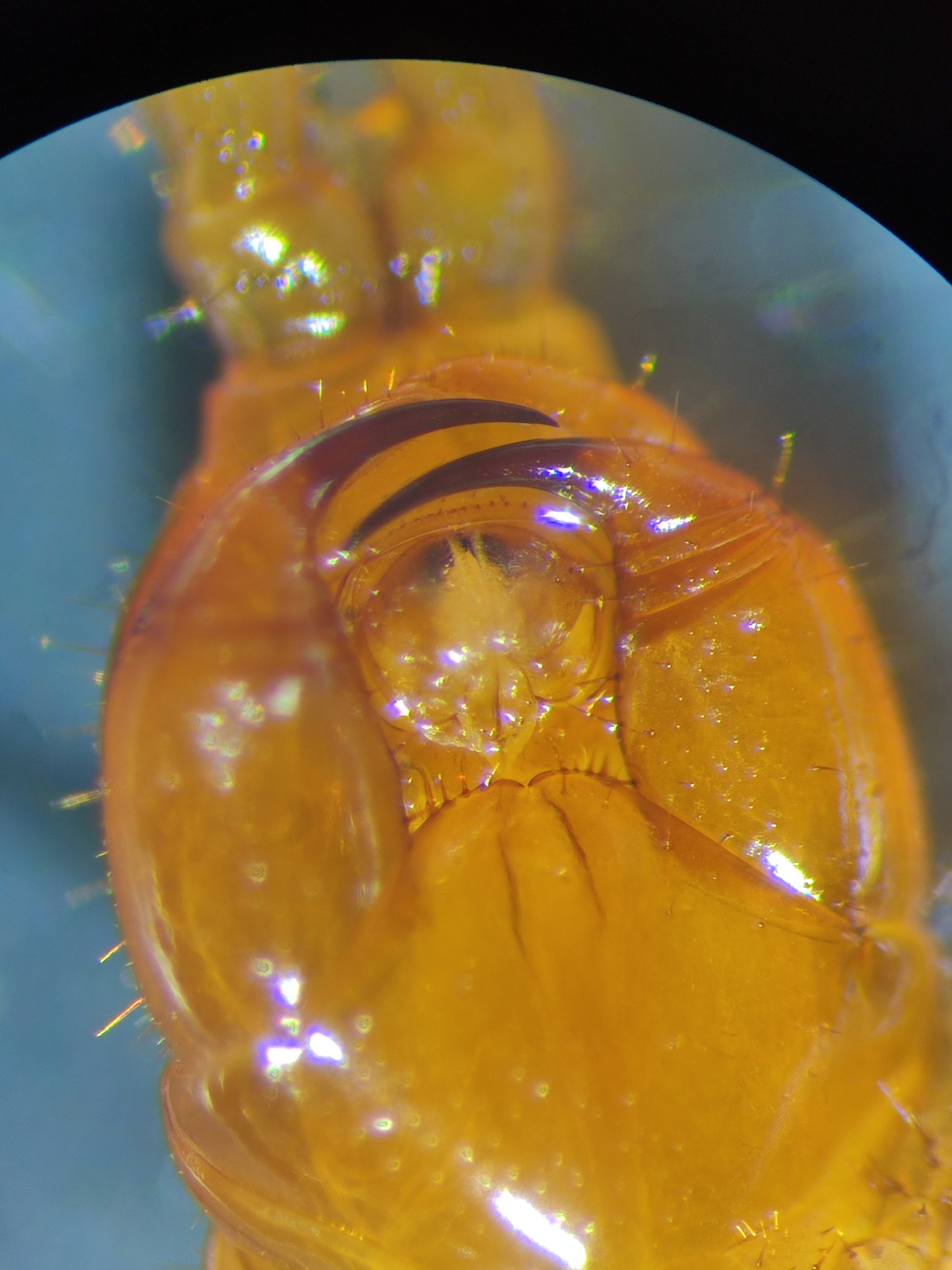 Cryptops umbricus umbricus