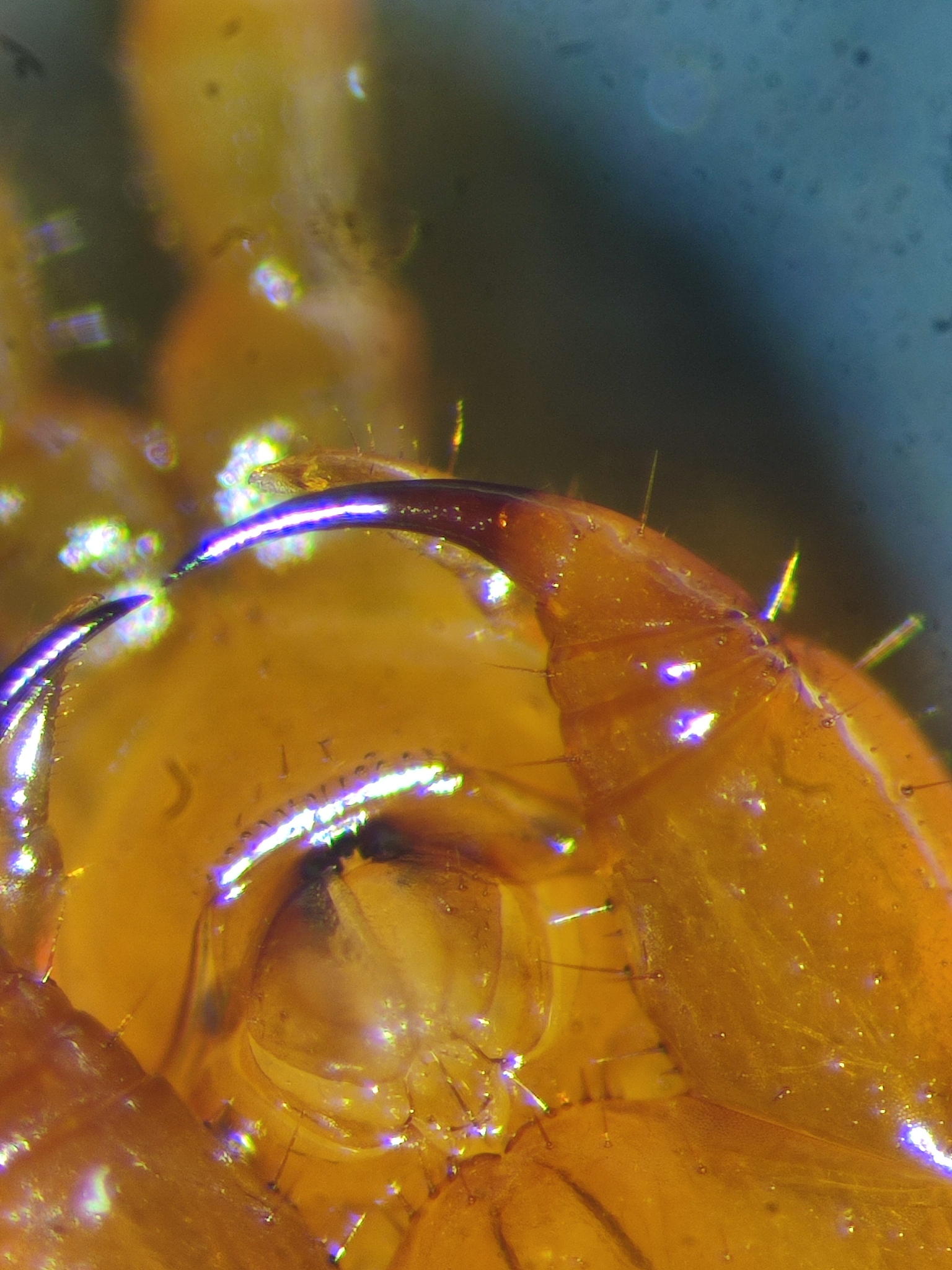 Cryptops umbricus umbricus