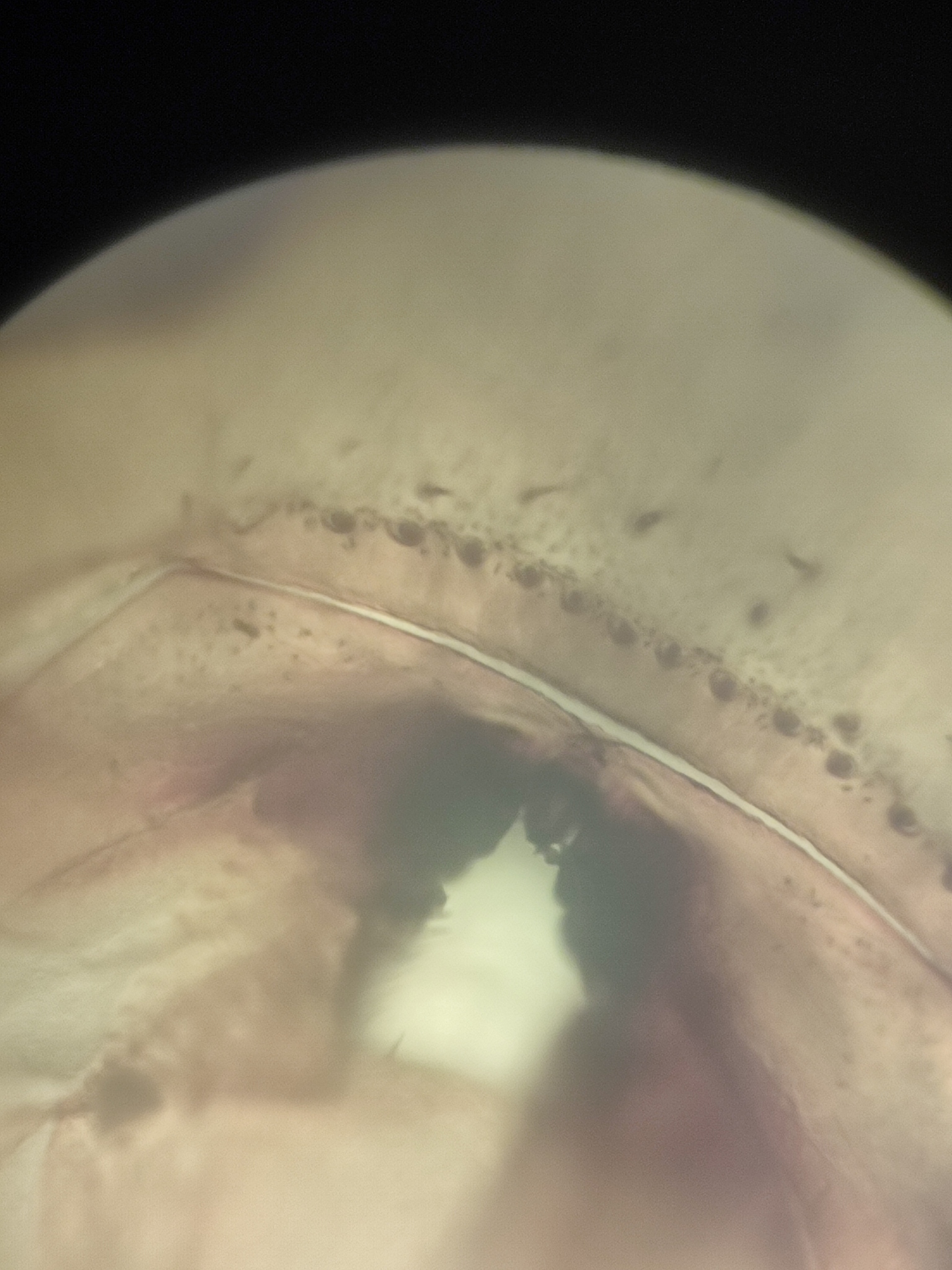 Cryptops umbricus umbricus