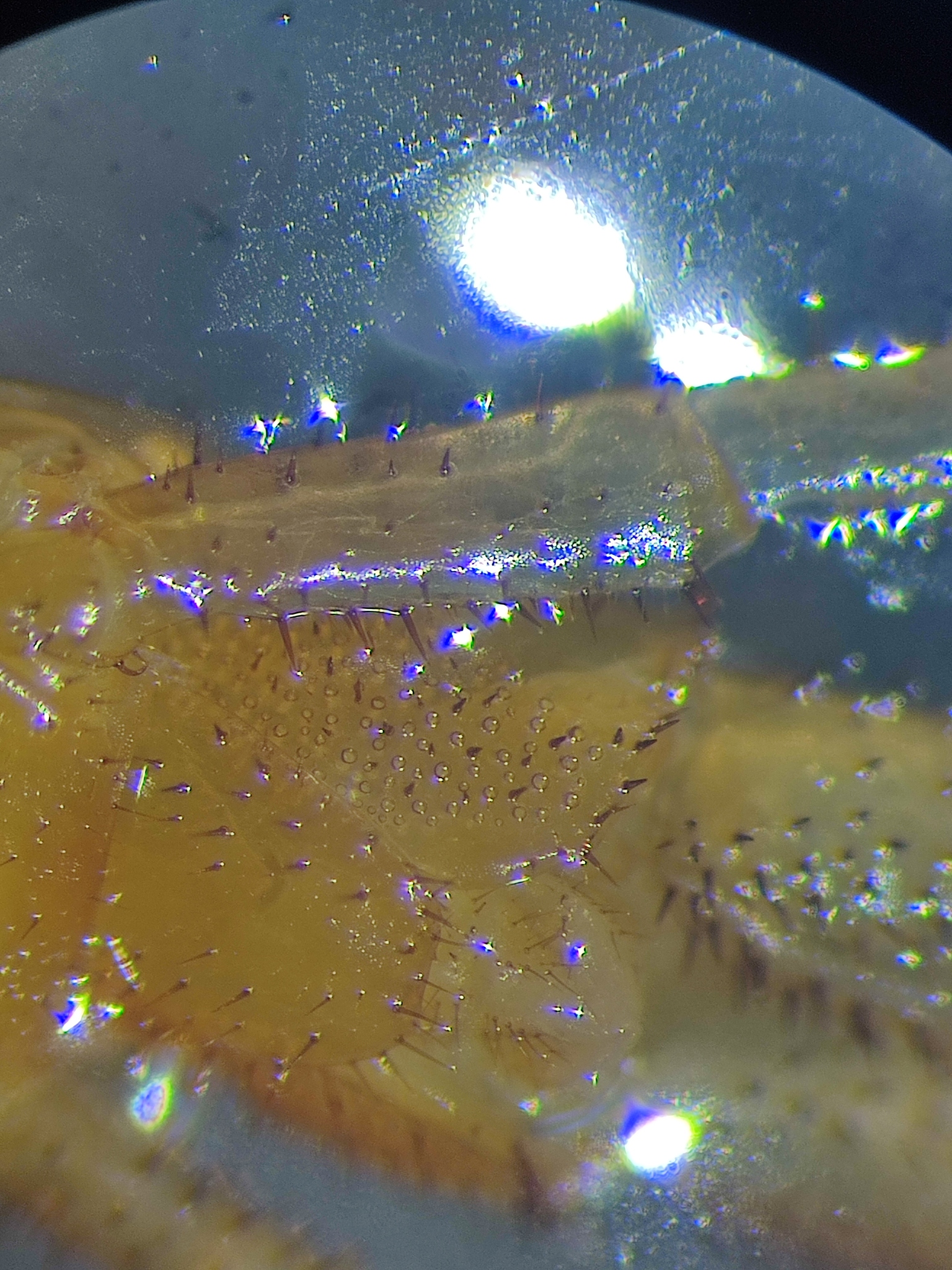 Cryptops umbricus umbricus