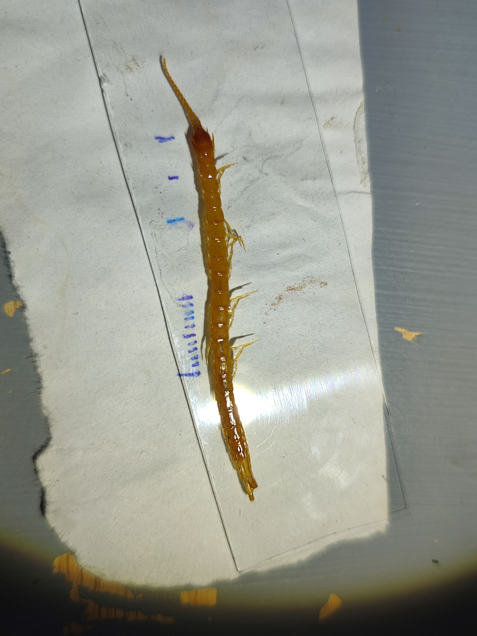 Cryptops umbricus umbricus