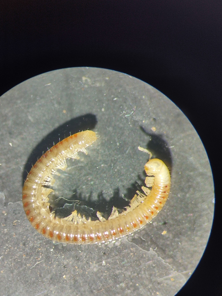 Typhloiulus sculterorum