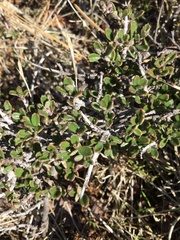 Ceanothus roderickii