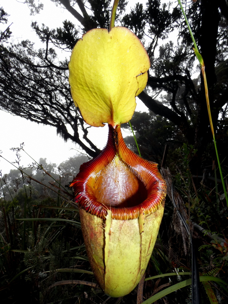 Nepenthes × kinabaluensis Sh.Kurata