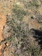 Ceanothus roderickii