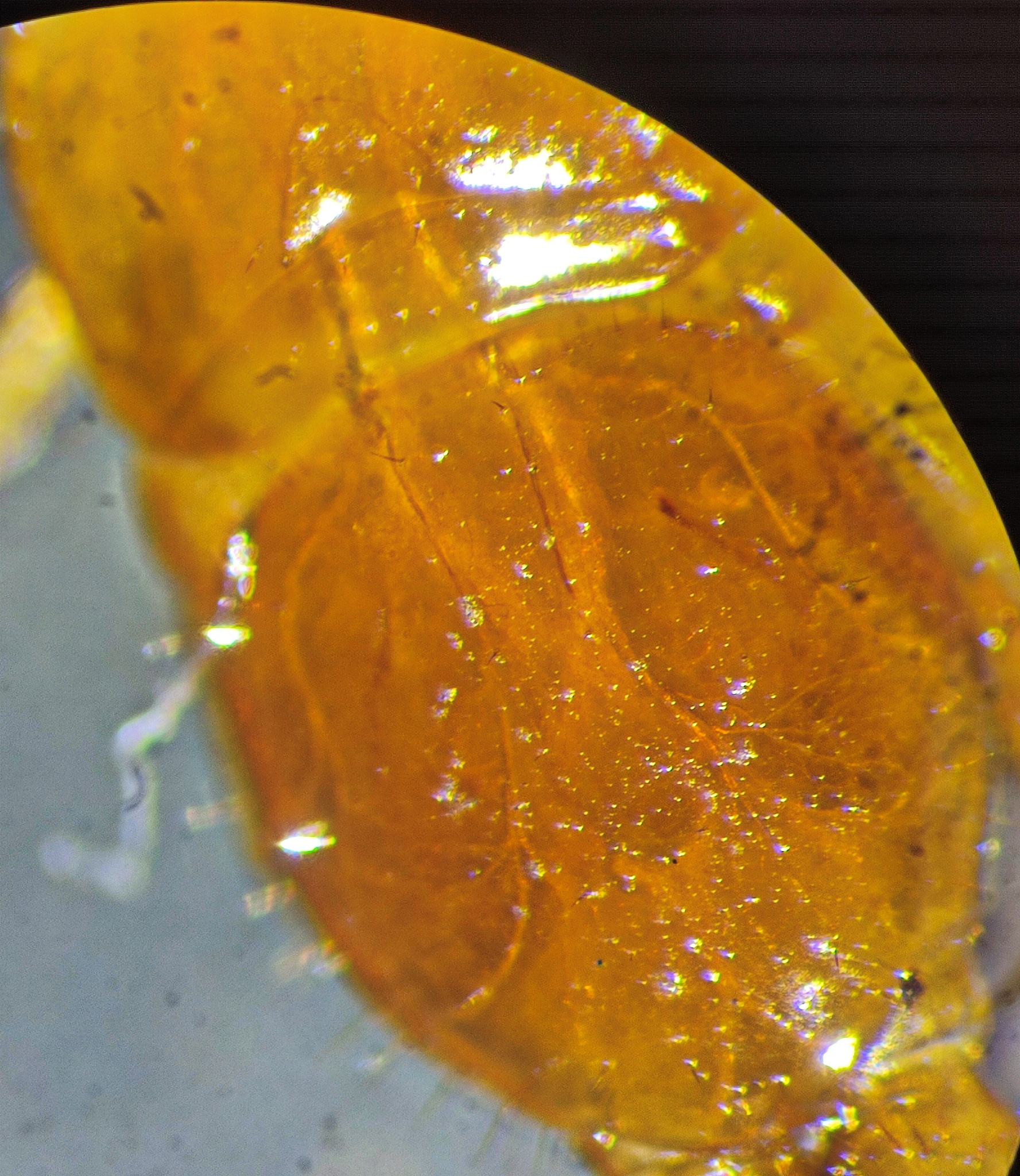 Cryptops umbricus umbricus