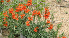 Crossandra mucronata