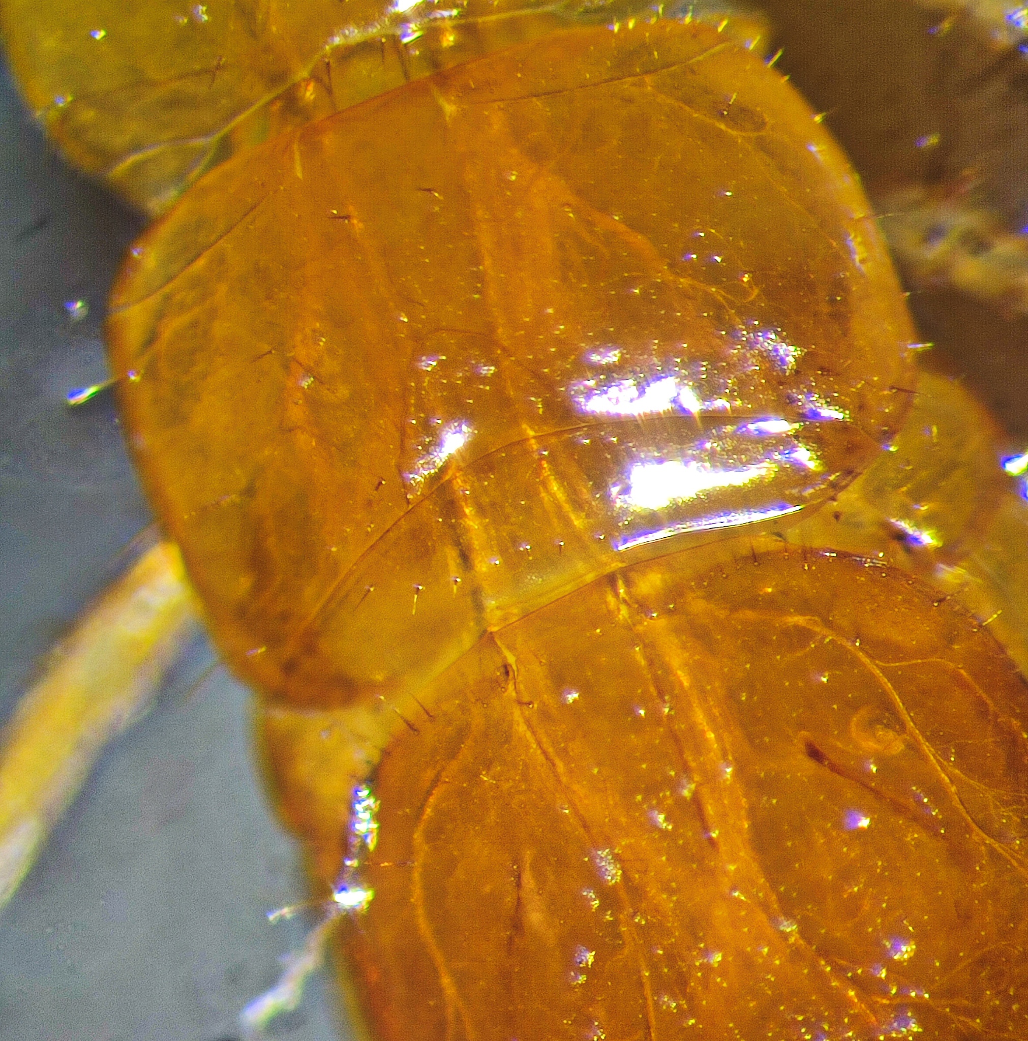 Cryptops umbricus umbricus