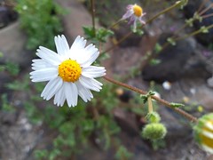 Perityle crassifolia robusta