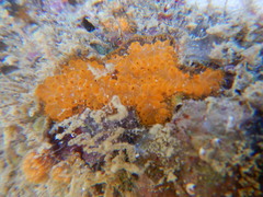 Tunicata