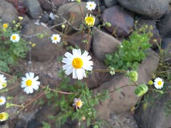 Perityle crassifolia robusta