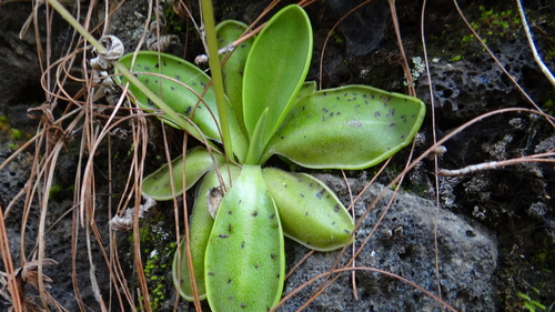 Pinguicula moranensis