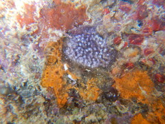 Tunicata
