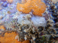 Tunicata
