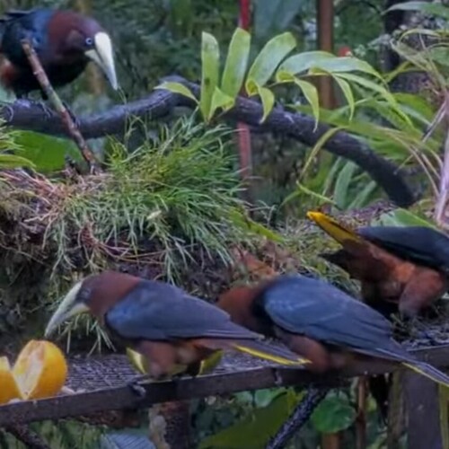 Chestnut-headed Oropendola (Psarocolius wagleri), photo 4