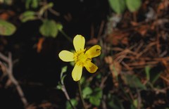 Ranunculus sierrae-orientalis