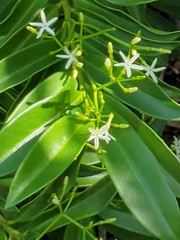 Vallesia