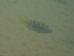 Tropheops microstoma