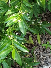 Vallesia