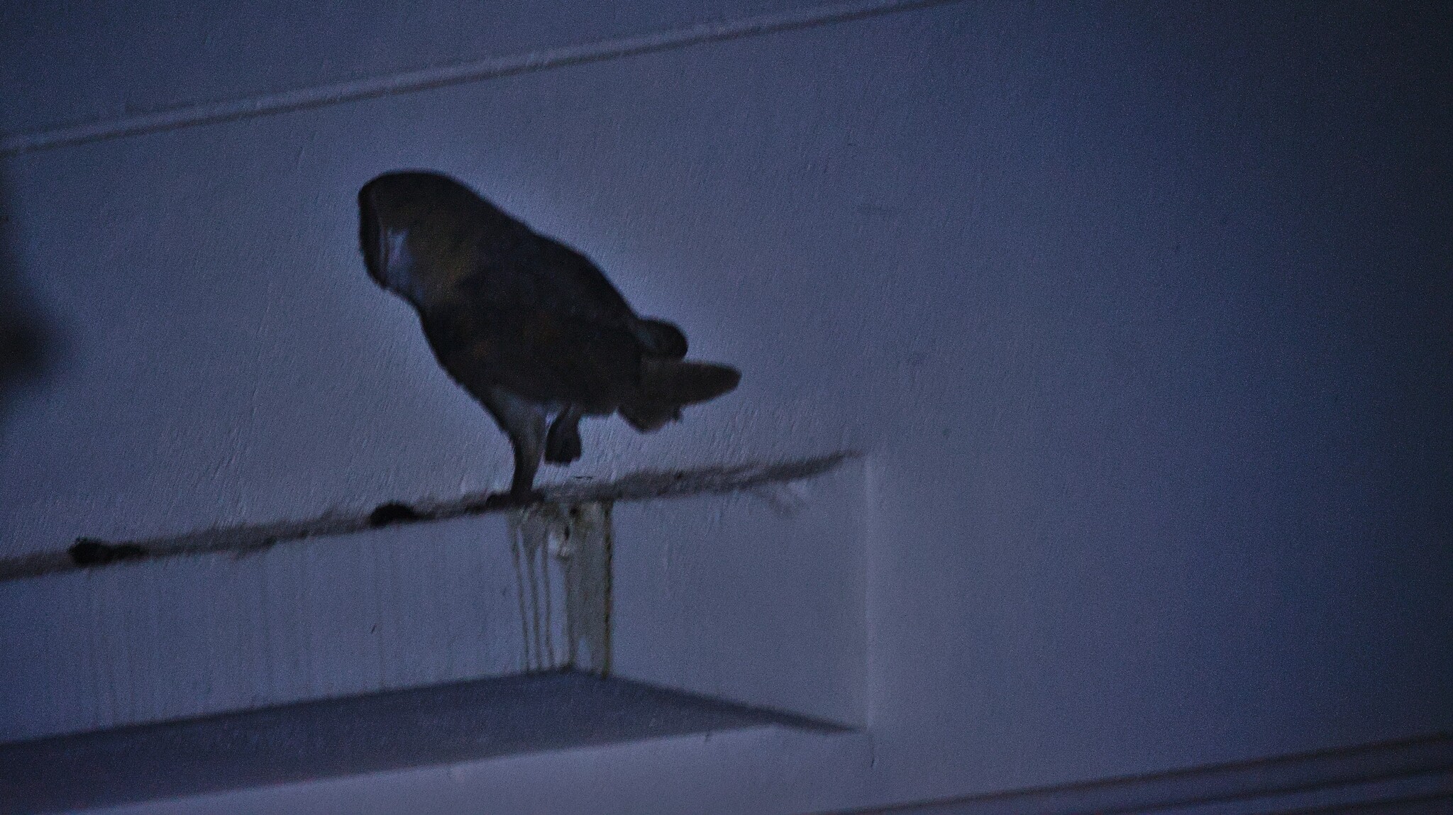 Eastern Barn Owl (Tyto javanica), photo 1