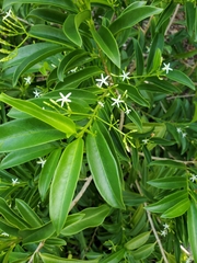 Vallesia