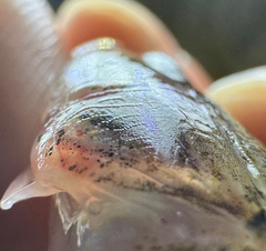 Linecheek Tank Goby photo 2