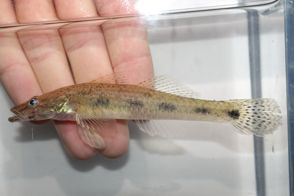 Linecheek Tank Goby