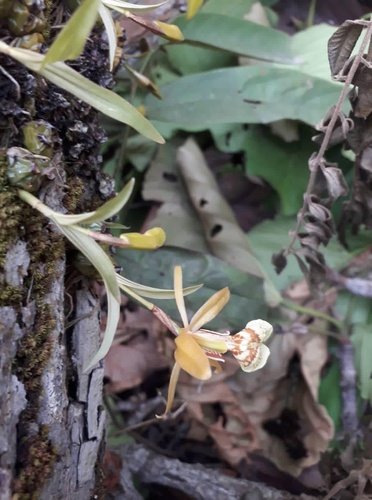 Coelogyne schilleriana Rchb.f. 3