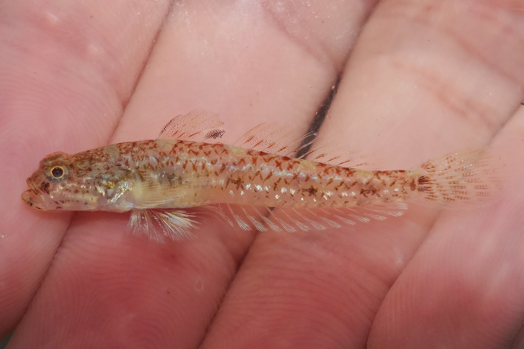 Vanishing Silhouette Goby