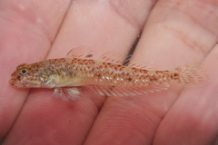 Vanishing Silhouette Goby photo 1