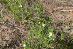 Teucrium africanum