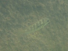 Tropheops microstoma