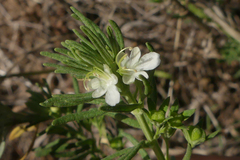 Teucrium africanum
