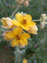 Senna confinis