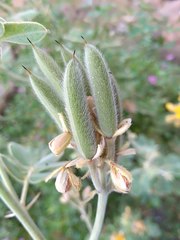 Senna confinis