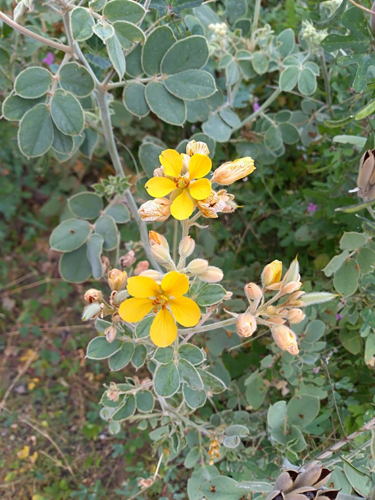 Senna confinis